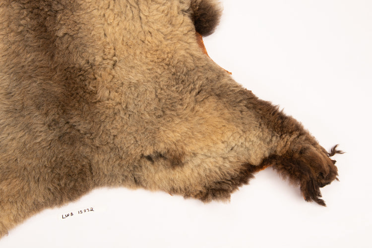 Giant American Sheepskin Hide - Lazy M - Long-Hair Bark-Tanned Pelt, Rustic Lodge Style, USA-Sourced Natural Wool -LWB 15232