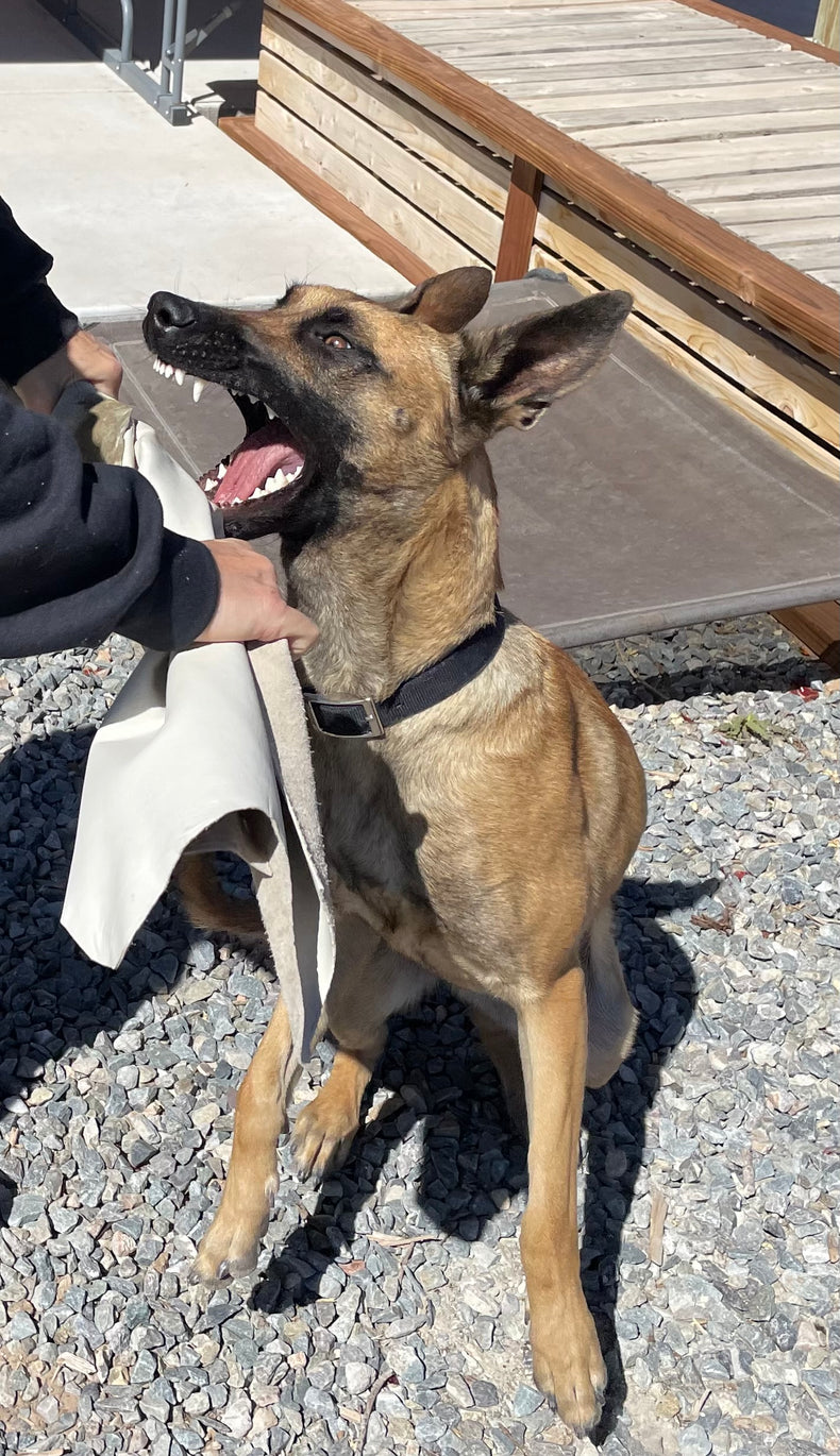 Leather Bite Rag for Dogs or Puppies- Colors Vary