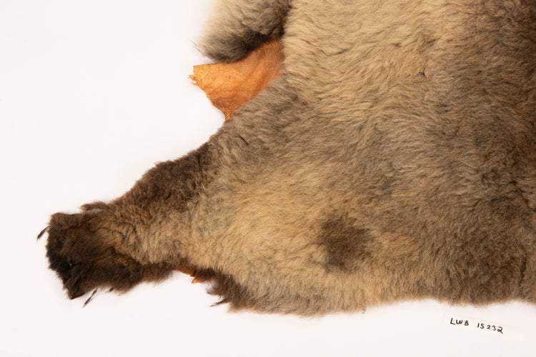 Giant American Sheepskin Hide - Lazy M - Long-Hair Bark-Tanned Pelt, Rustic Lodge Style, USA-Sourced Natural Wool -LWB 15232