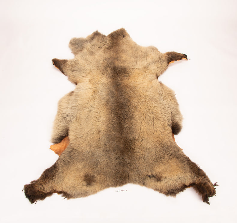Giant American Sheepskin Hide - Lazy M - Long-Hair Bark-Tanned Pelt, Rustic Lodge Style, USA-Sourced Natural Wool -LWB 15232