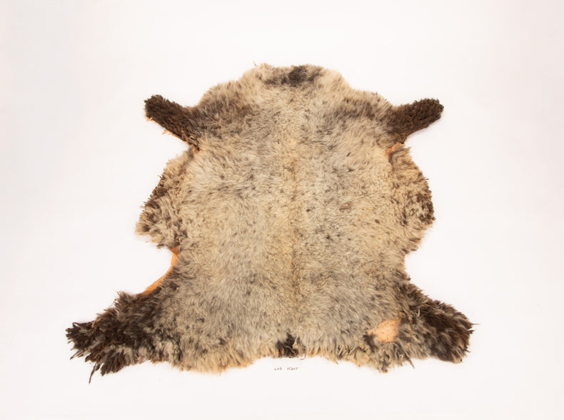 Giant American Sheepskin Hide - Lazy M - Long-Hair Bark-Tanned Pelt, Rustic Lodge Style, USA-Sourced Natural Wool -LWB 15235