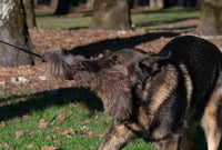 Adjustable Telescopic Flirt Pole with Durable Sheepskin Lure - Dog Training and Exercise Kit