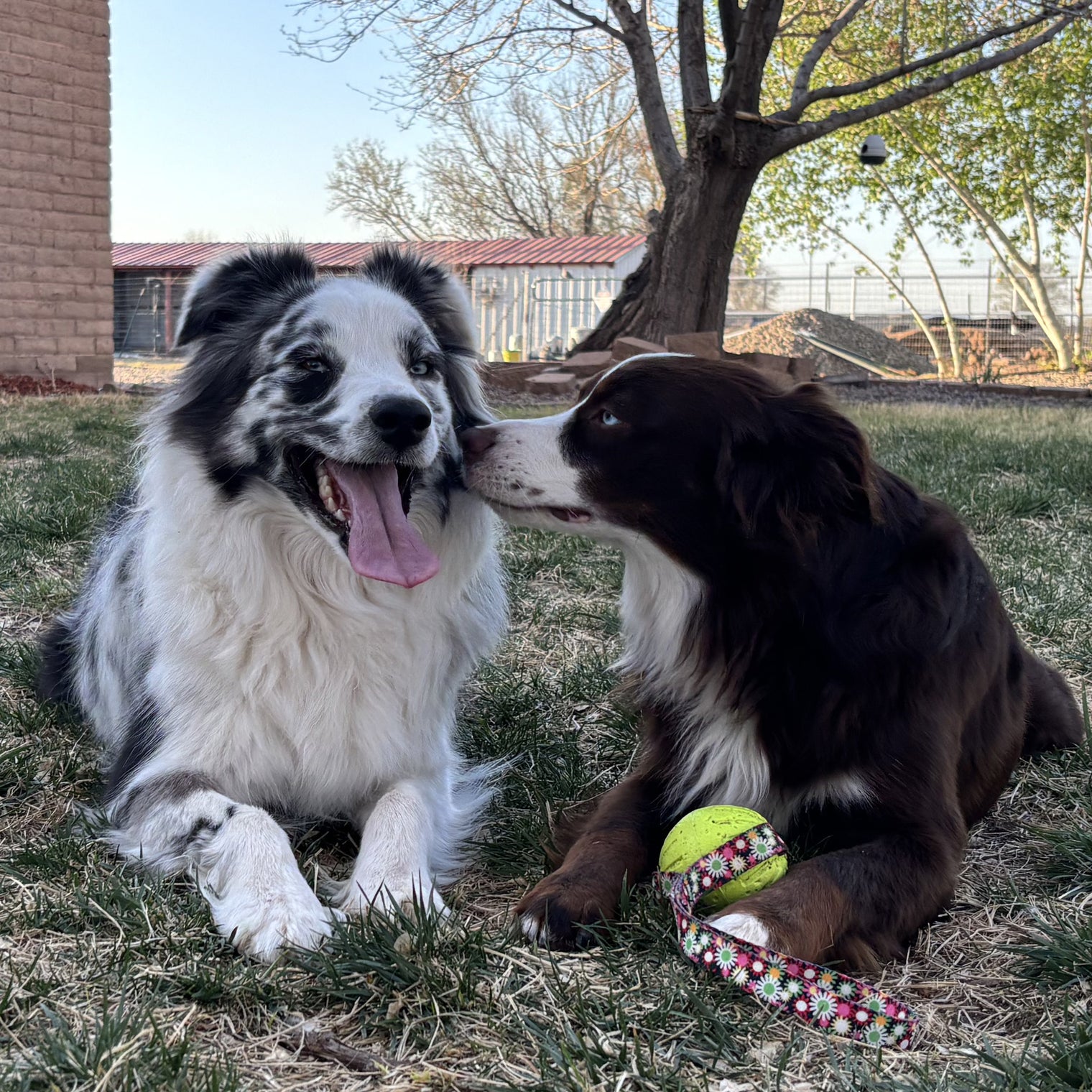 Virtually Indestructible Foam Fetch Dog Ball with Heavy-Duty Tug Handle - Medium 12"x2.75" Neon Flowers