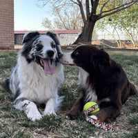 Virtually Indestructible Foam Fetch Dog Ball with Heavy-Duty Tug Handle - Medium 12"x2.75" Neon Flowers
