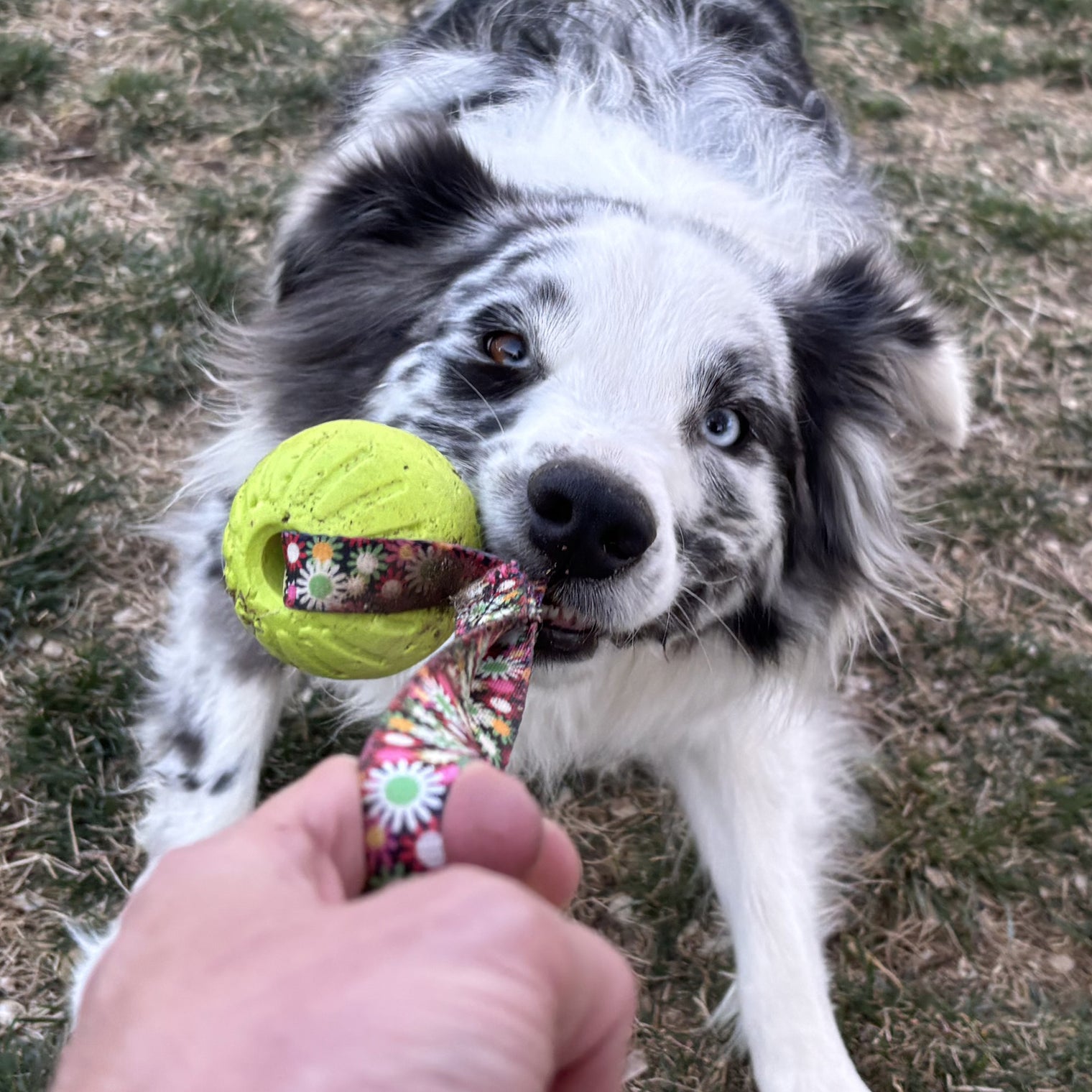 Virtually Indestructible Foam Fetch Dog Ball with Heavy-Duty Tug Handle - Medium 12"x2.75" Neon Flowers