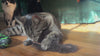 Sheepskin Cat Kicker Toy with Tails and Catnip Filled, Real Fur, Handmade