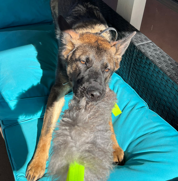 Soft Bite Dog Toy